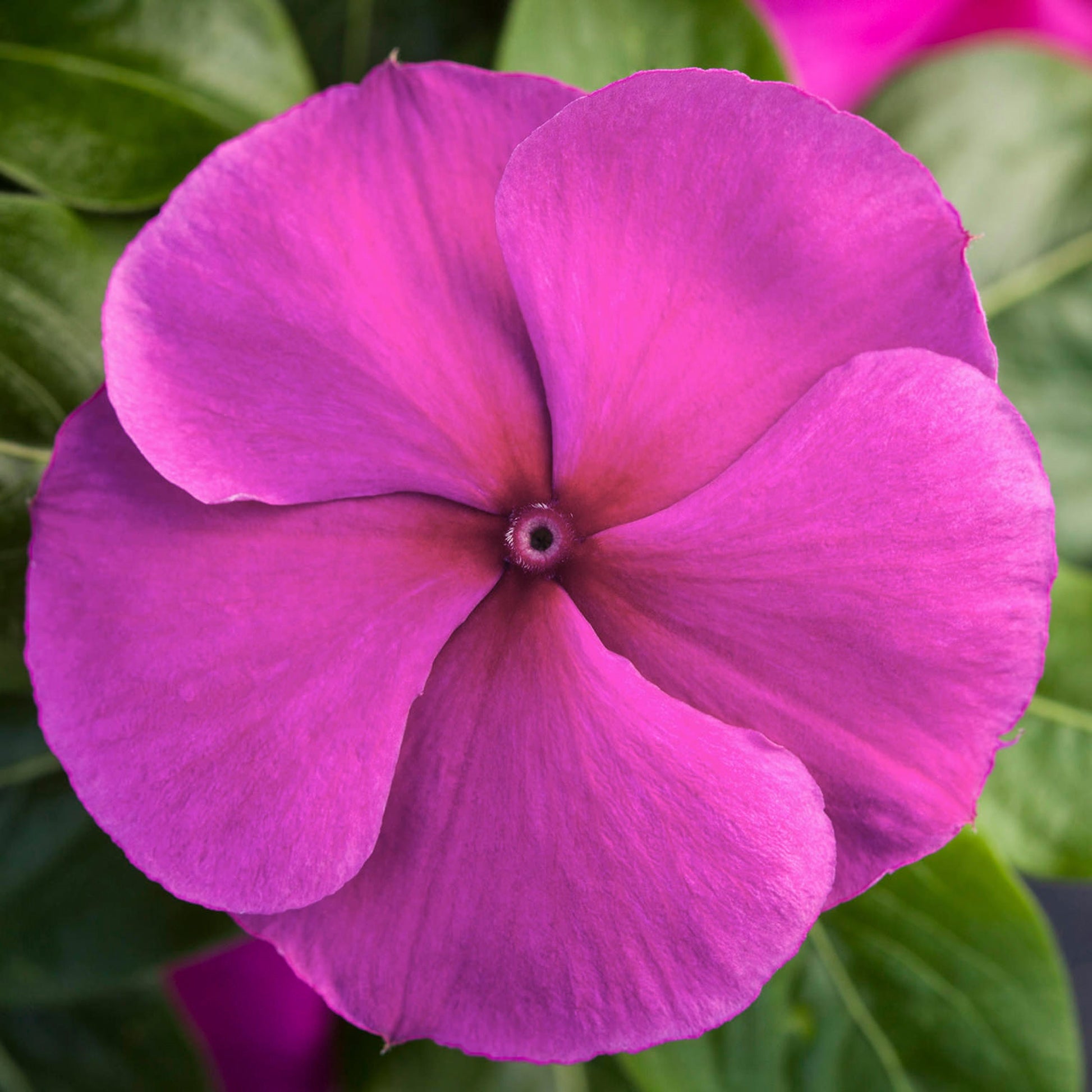 500 Bulk Vinca Seeds Blockbuster Purple Flower Seeds