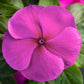 100 Vinca Seeds Blockbuster Purple Periwinkle Seeds