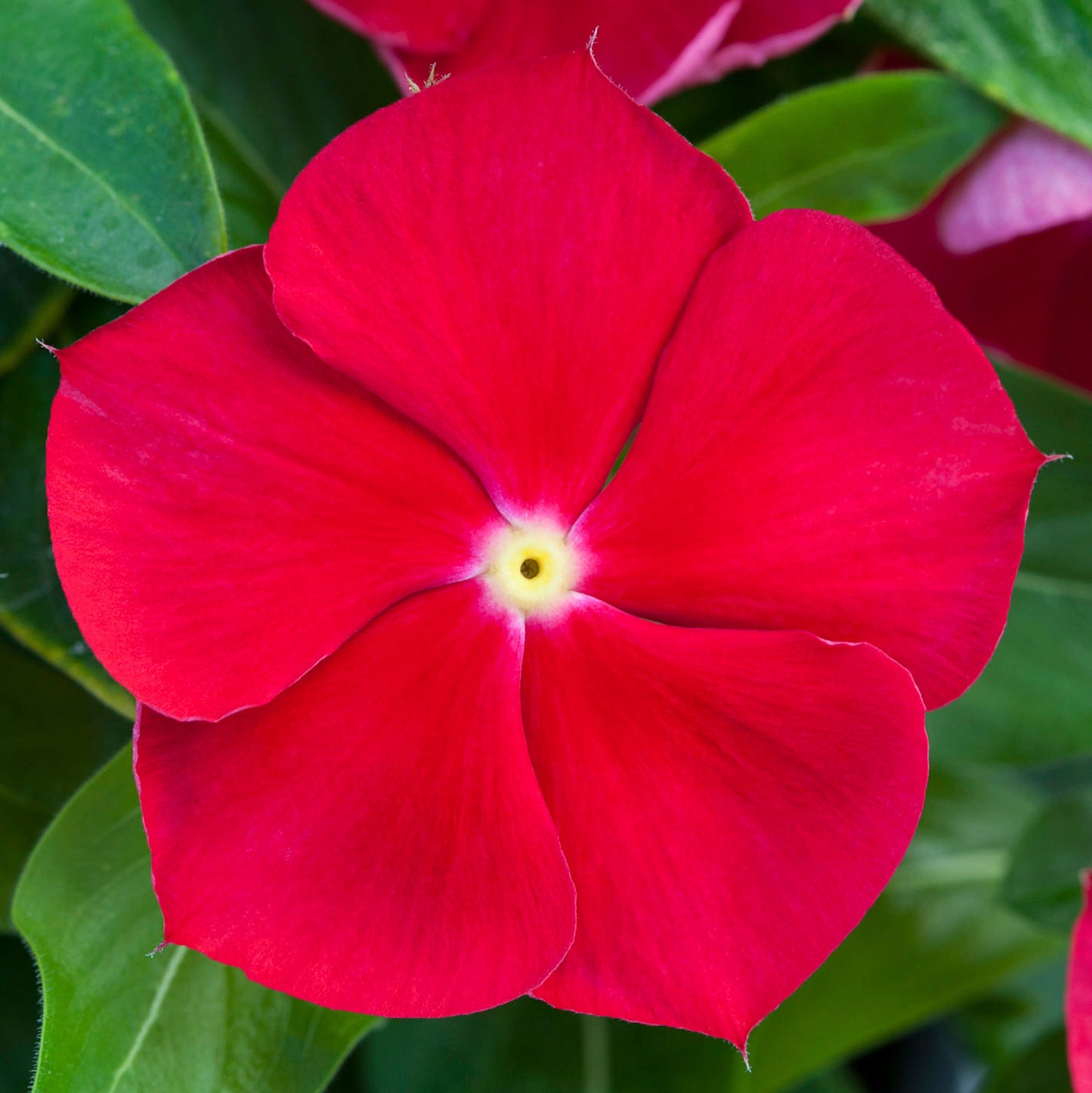 500 Bulk Vinca Seeds Blockbuster Red With Eye Flower Seeds