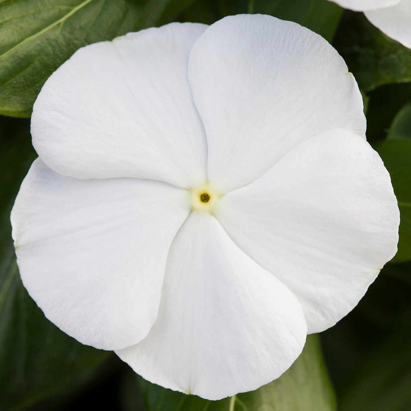 100 Vinca Seeds Blockbuster White Periwinkle Seeds