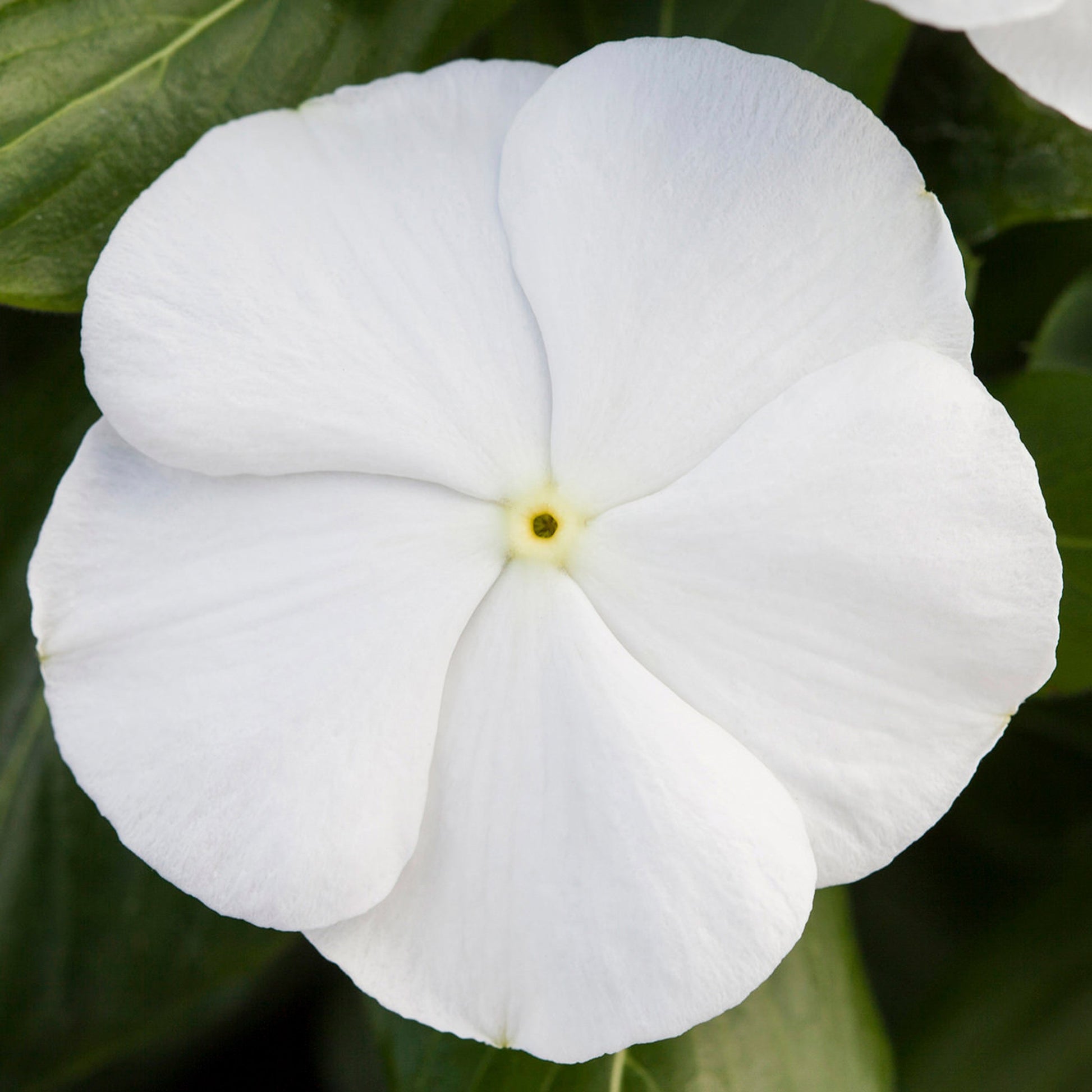 500 Bulk Vinca Seeds Blockbuster White Spring Seeds