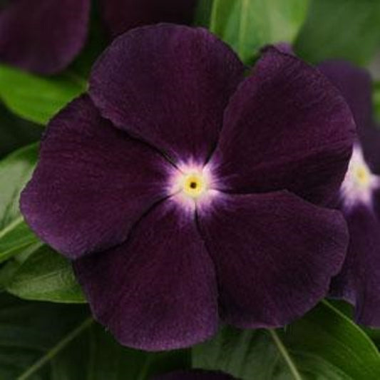 Vinca Seeds Vinca Jams & Jellies Blackberry 25 Flower Seeds