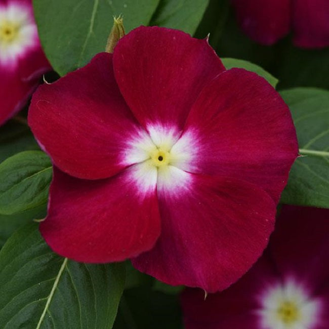 Vinca Seeds 50 Flower Seeds Mediterranean XP Burgundy Halo