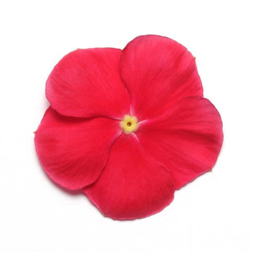 500 Bulk Vinca Seeds Mediterranean XP Red