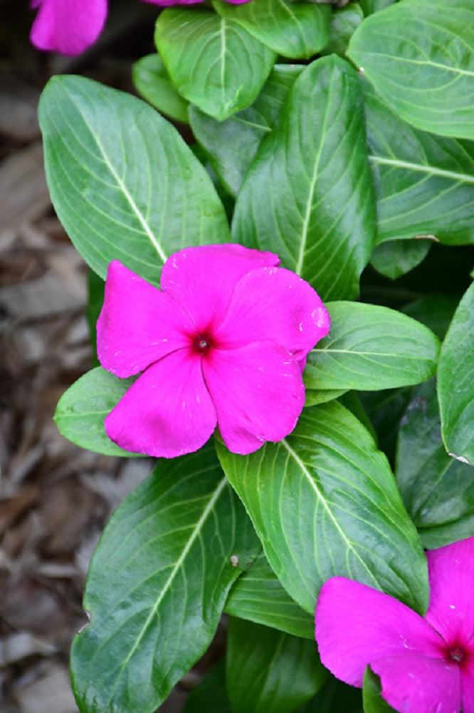 Vinca Seeds Mega Bloom Grape 500 Bulk Seeds Big Blooms