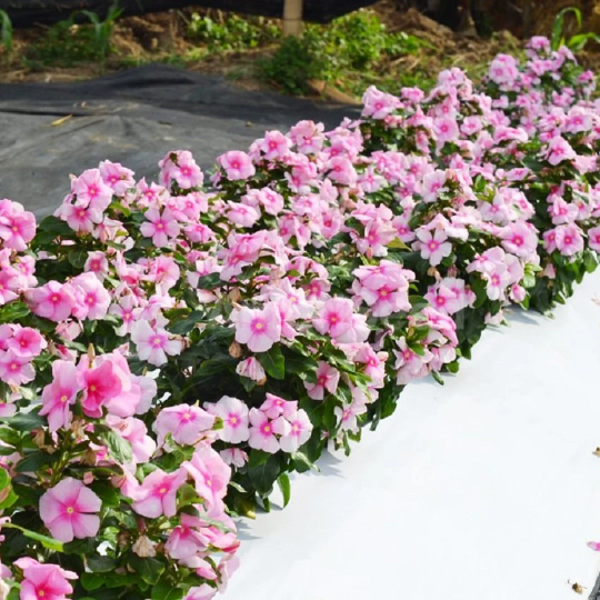 Vinca Seeds Mega Bloom Icy Pink 25 thru 250 Flower Seeds ...