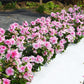 Vinca Seeds Mega Bloom Icy Pink 500 Bulk Seeds Big Blooms