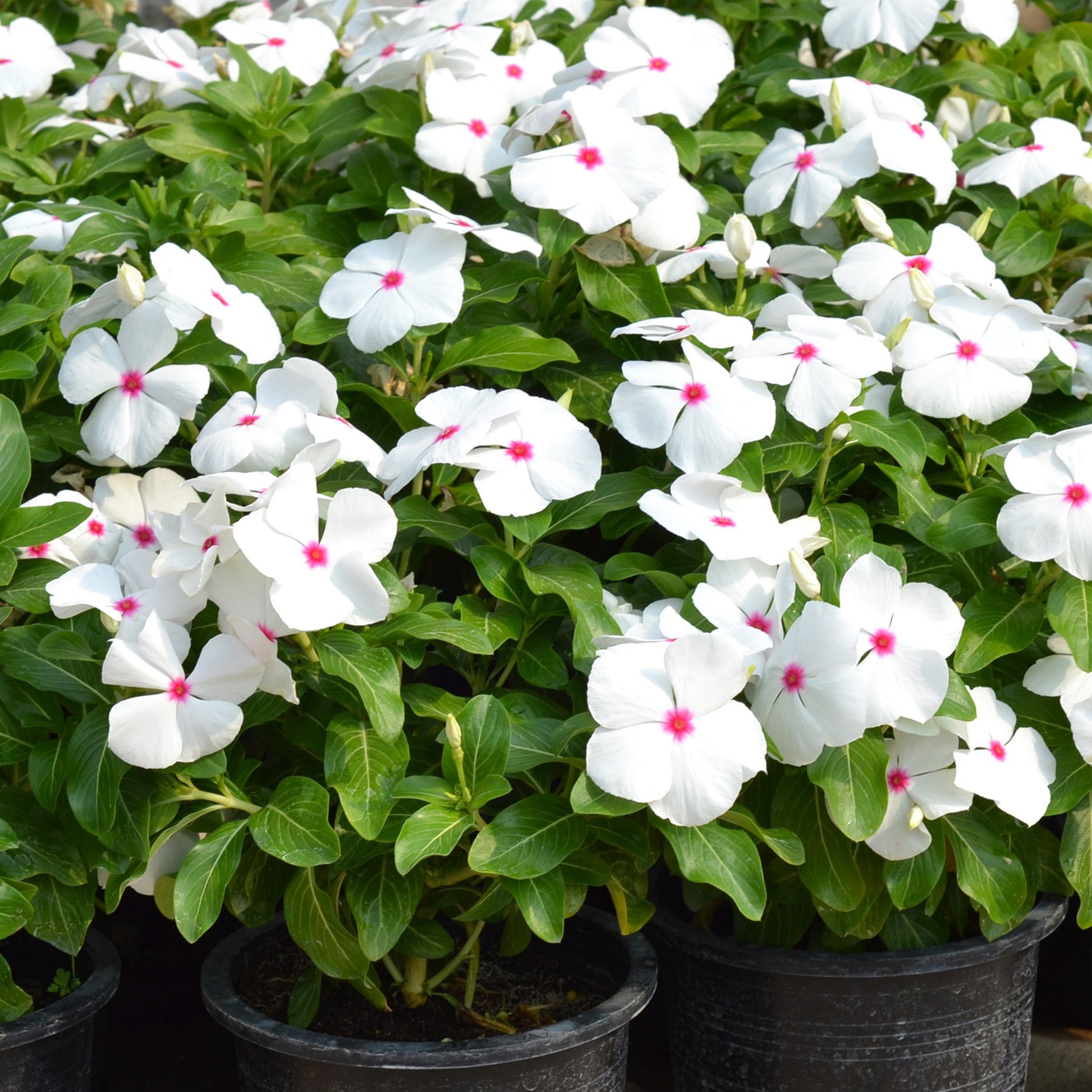 Vinca Seeds Mega Bloom Polka Dot 25 thru 250 Flower Seeds