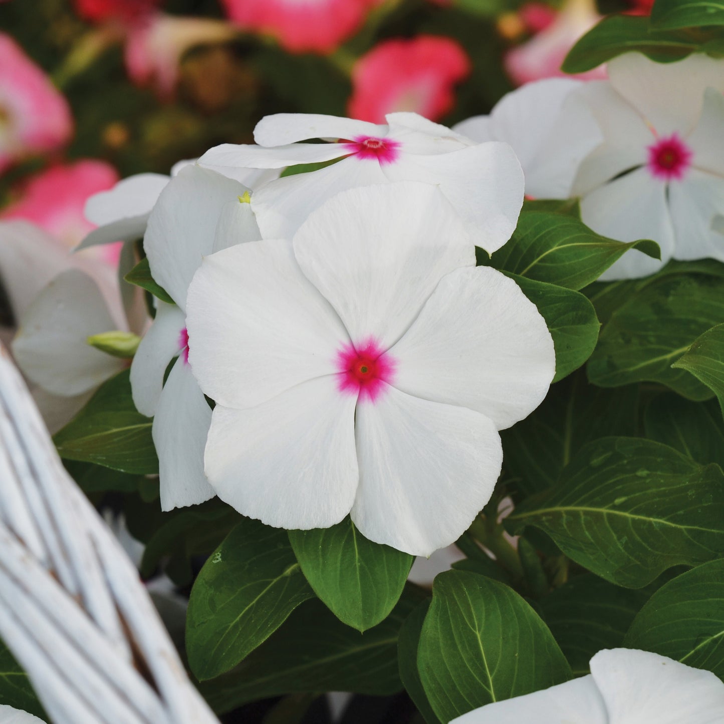 Vinca Seeds Mega Bloom Polka Dot 25 thru 250 Flower Seeds