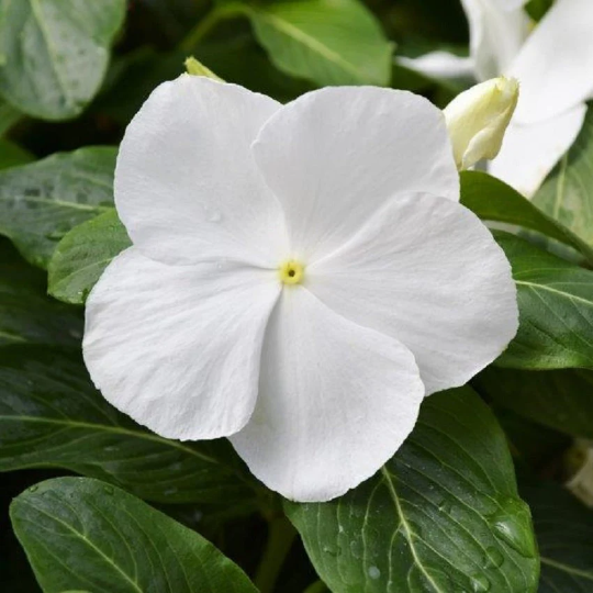 Vinca Seeds Mega Bloom White 25 thru 250 Flower Seeds