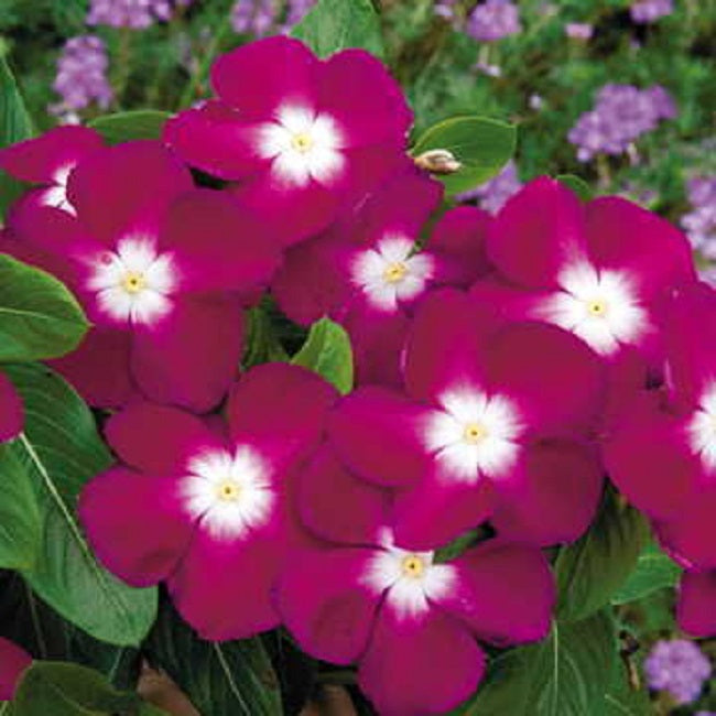 Vinca Flower Seeds Pacifica XP Burgundy Halo 50 Seeds