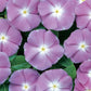 Vinca Seeds 50 Vinca Flower Seeds Vinca Sunsplash Blue