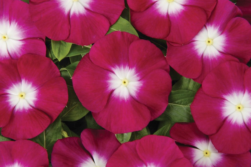 Vinca Seeds 50 Vinca Flower Seeds Vinca Sunsplash Burgundy Halo