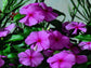 Vinca Flower 50 Sunsplash Grape Vinca Seeds Periwinkle Flower Seeds