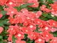 50 Vinca Seeds Sunsplash Peach Seeds Bedding Flower