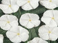 Vinca Seeds 50 Vinca Flower Seeds Vinca Sunsplash White