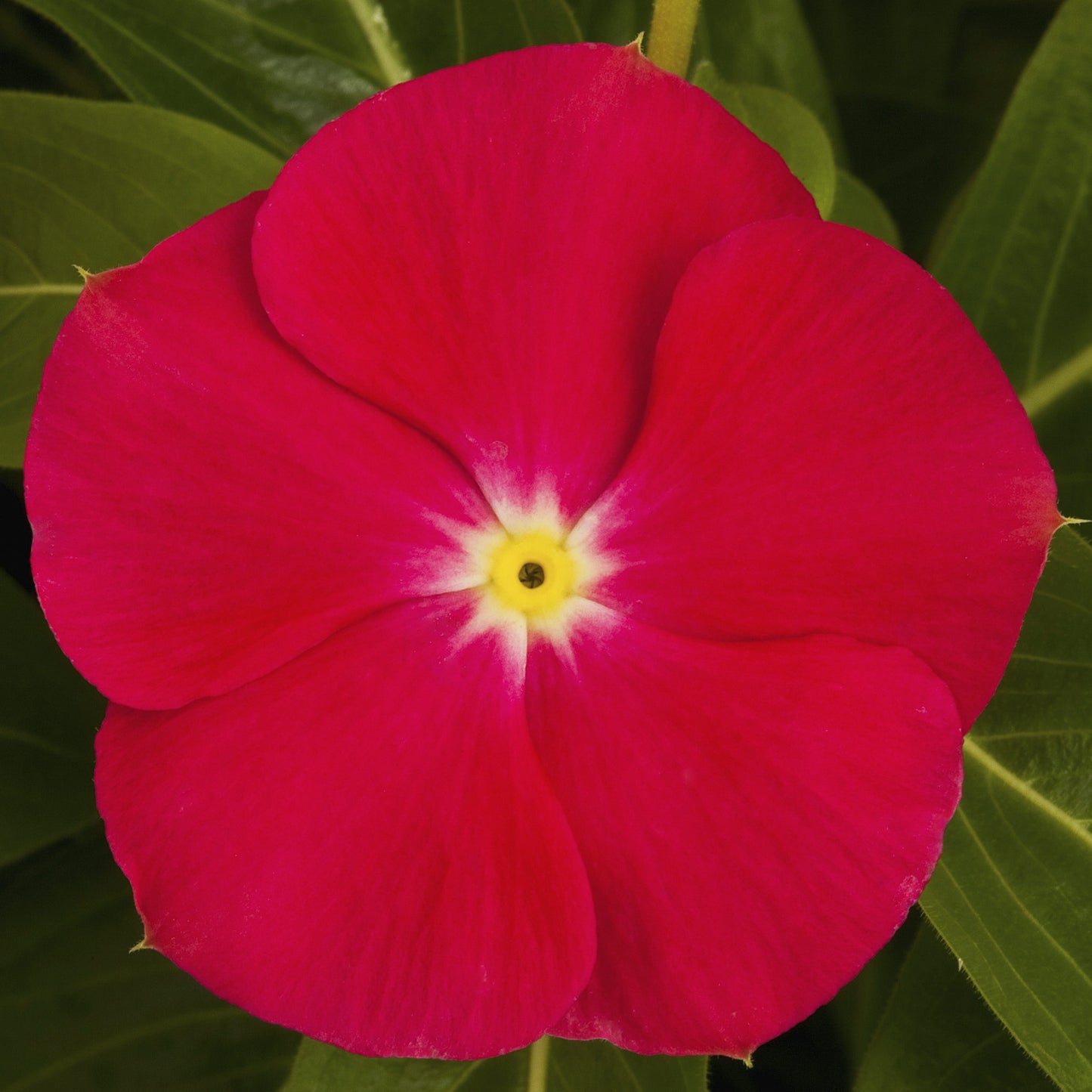 Bulk Vinca Seeds Vinca Sunstorm Bright Red 25 thru 500 Flower Seeds