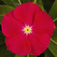 Sunstorm Red Vinca Seeds 50 Periwinkle Flower