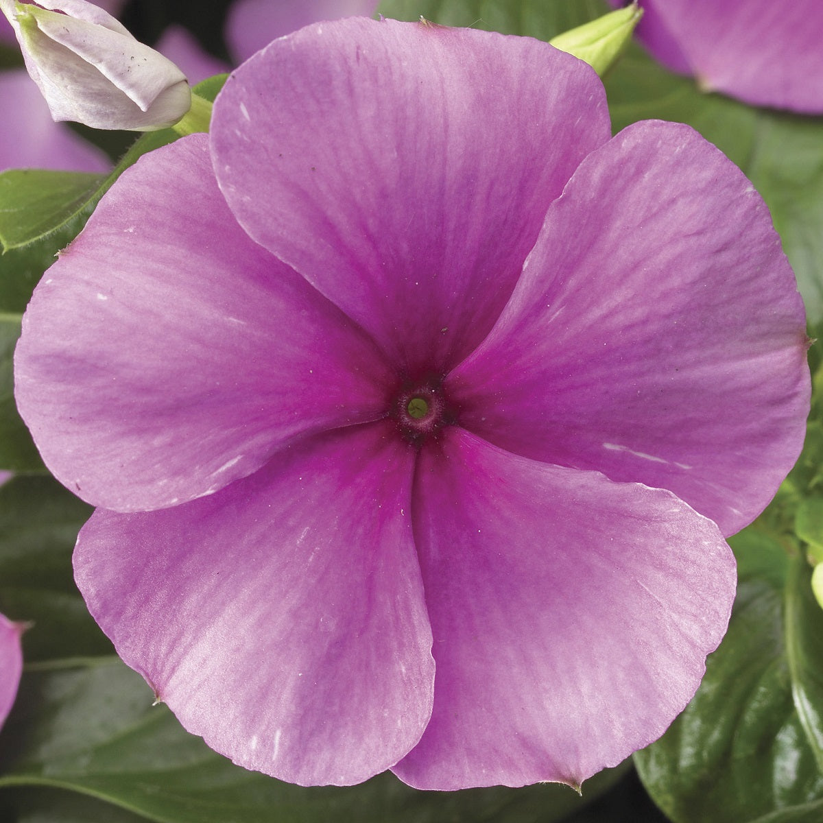 Sunstorm Lilac Vinca | Vinca Seeds | Periwinkle Flower