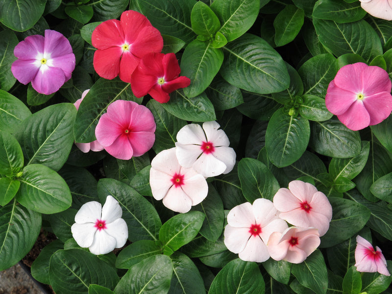 Sunstorm Formula Mix Vinca | Vinca Seeds | Periwinkle Flower ...