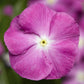 Sunstorm Orchid Halo Vinca Seeds 50 Periwinkle Flower