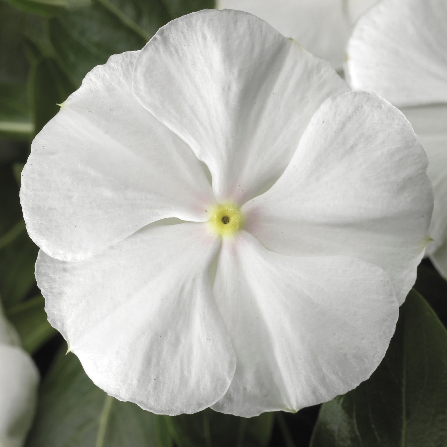 Vinca Sunstorm White Vinca Seeds 25 thru 500 Flower Seeds