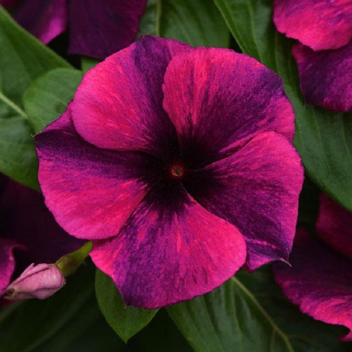 Vinca Seeds Vinca Tattoo Black Cherry 25 Seeds