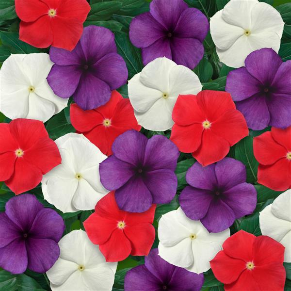 Vinca Seeds Vinca Tattoo American Pie Mix 15 thru 100 Seeds