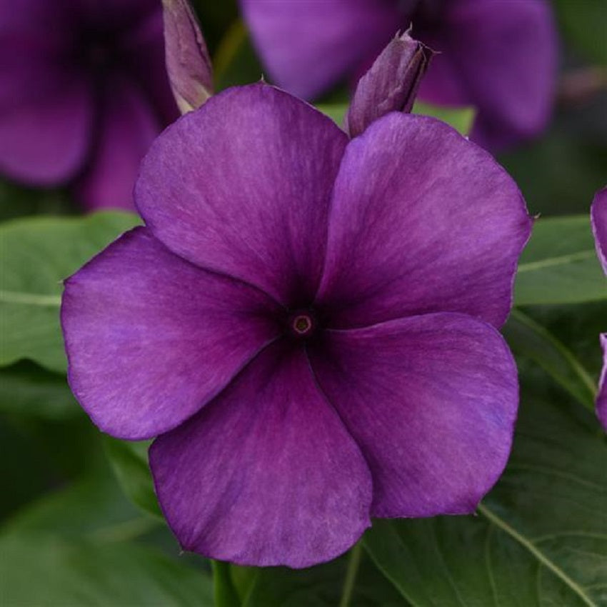 Vinca Seeds Vinca Tattoo Blueberry 25 Seeds