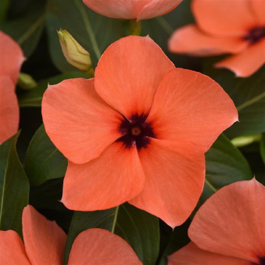 Vinca Tattoo Orange 25 thru 250 Vinca Seeds NEW 2022