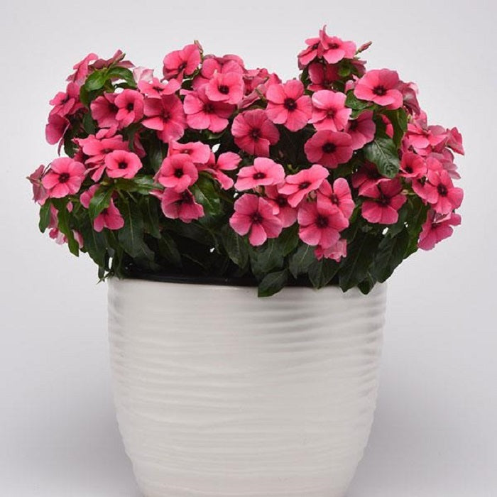 Vinca Seeds Vinca Tattoo Raspberry 15 thru 100 Seeds