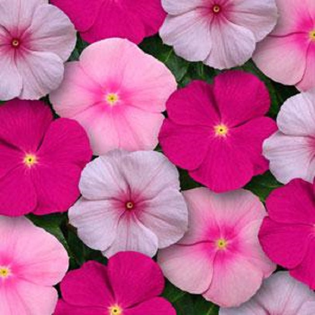 Vinca Seeds Titan Bubble Gum Mix 25 Vinca Flower Seeds