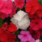 Vinca Seeds Titan Clear Mix 25 Vinca Flower Seeds