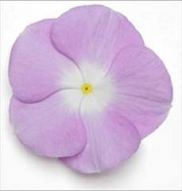 Vinca Seeds Titan Lavender Blue Halo 25 Vinca Flower Seeds