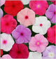 Vinca Seeds Titan Mix 25 Vinca Flower Seeds