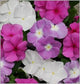 Vinca Seeds Titan Summer Breeze Mix 25 Vinca Flower Seeds