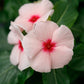 Vinca Seeds Vinca Virtuosa Apricot 25 Seeds Flower Seeds