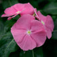 Vinca Seeds Vinca Virtuosa Pink 25 Seeds Flower Seeds