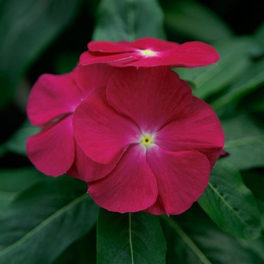 Vinca Virtuosa Raspberry 25 thru 250 Vinca Seeds Bulk Flower Seeds