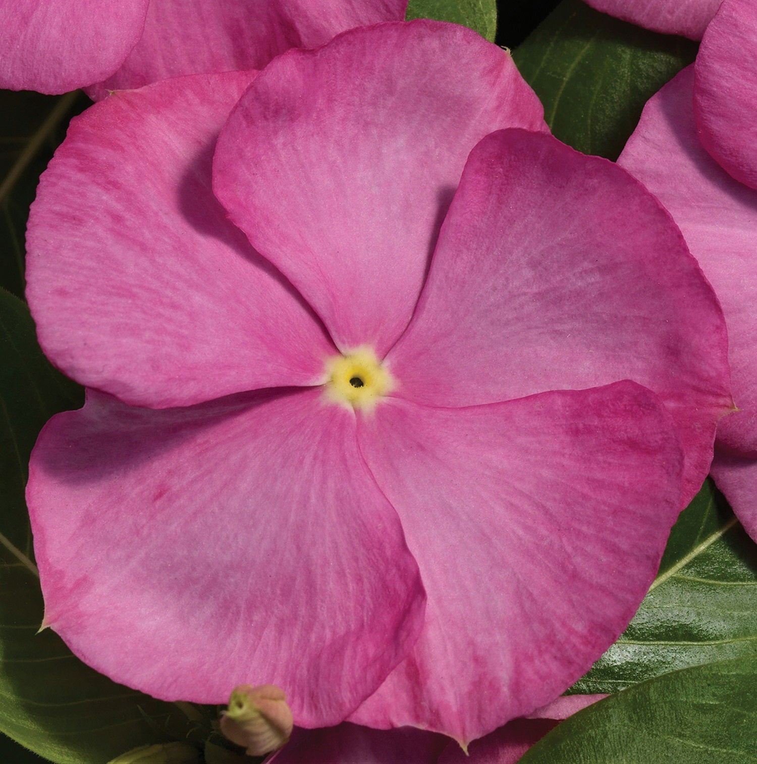 Vinca Seeds Vinca Vitalia Pink 25 thru 250 Seeds Bulk Vinca Seeds