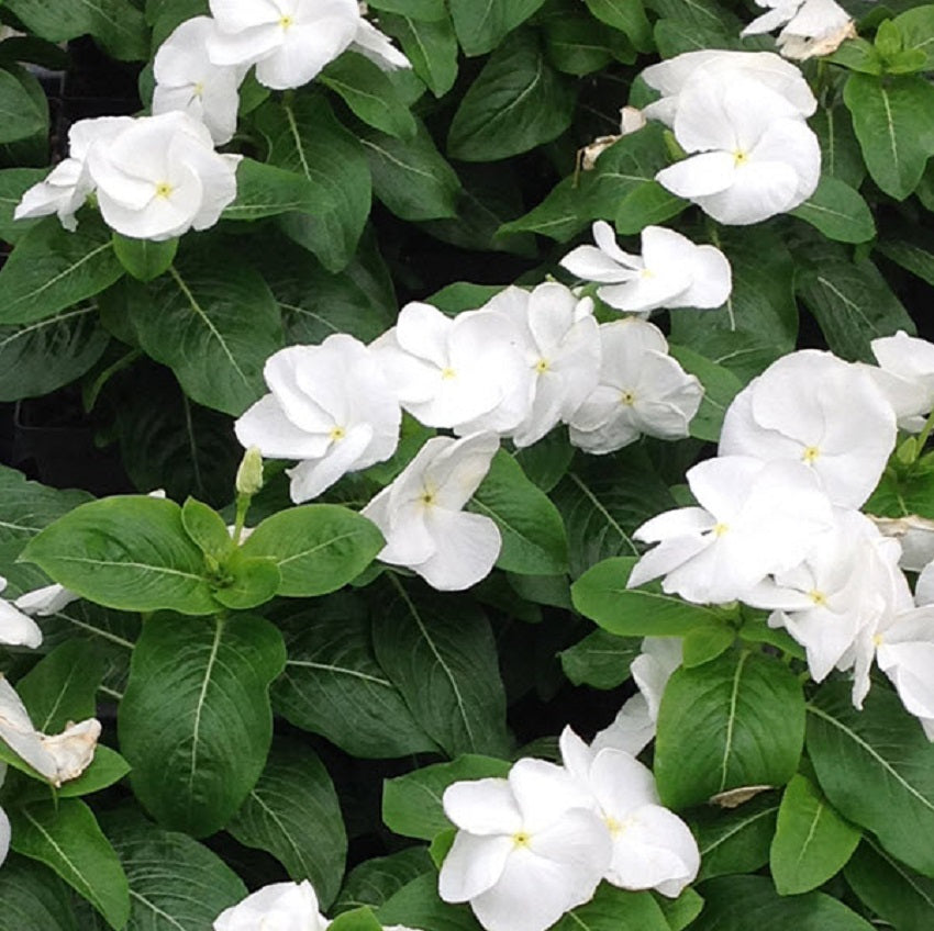 Vinca Seeds Vinca Vitalia White 25 thru 250 Seeds Bulk Vinca Seeds