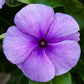 Vinca Seeds Vinca Vitesse Blue 25 Seeds Spring Seeds