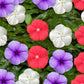 Vinca Seeds Vinca Vitesse Patriot Mix 25 Seeds Spring Seeds