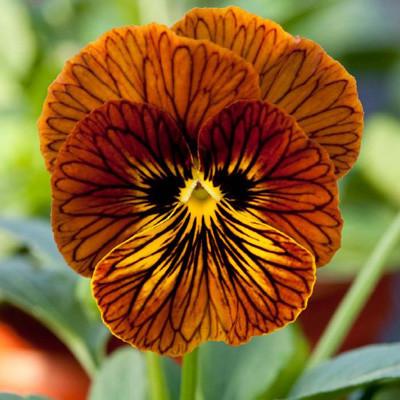 Viola Seeds Angel Tiger Eye Red 25 thru 250 F1 Seeds