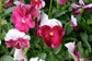 Viola Seeds Viola ColorMax Beacon Rose 50 Seeds
