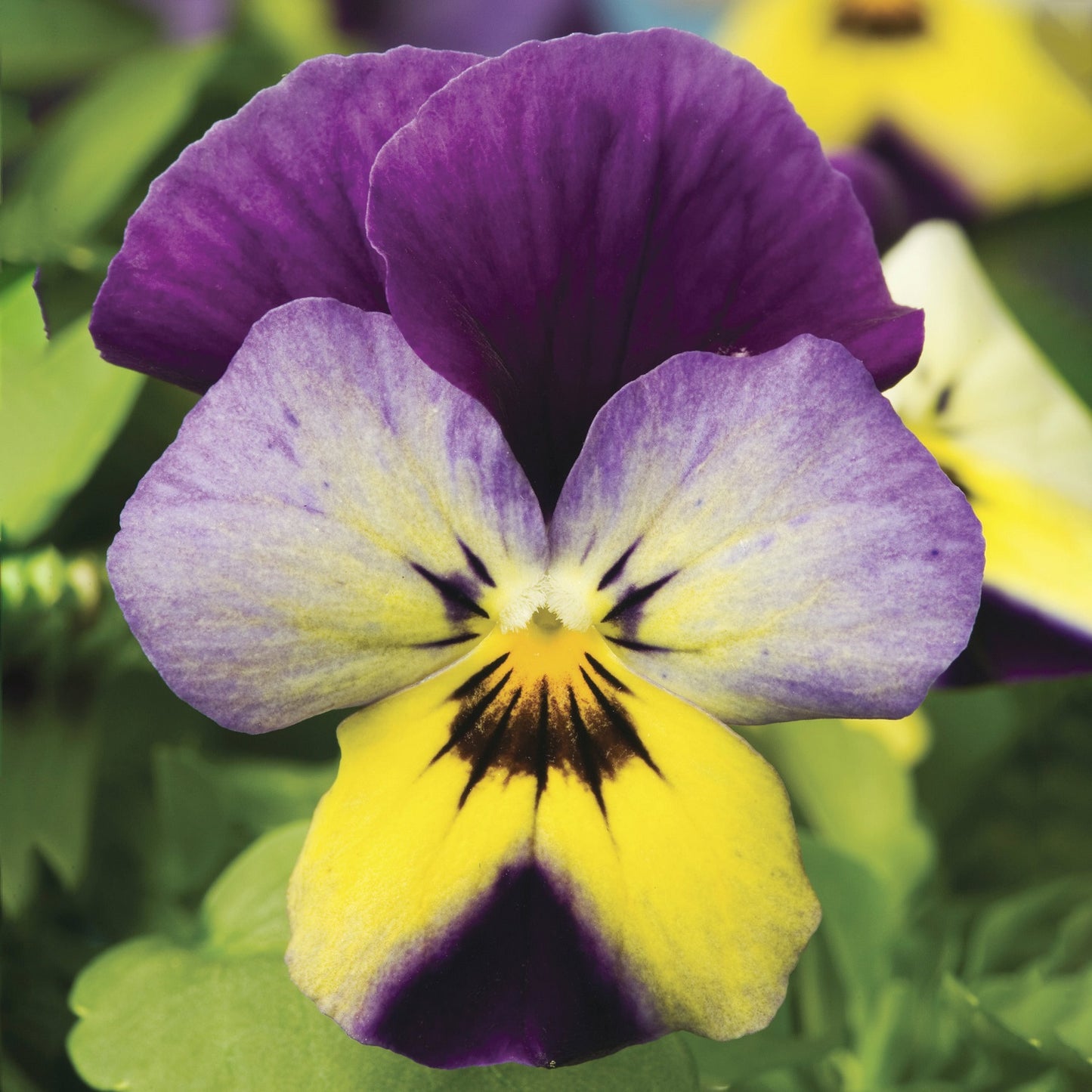 Viola Seeds Viola Endurio Blue Yellow Purple Wing 50 Seeds