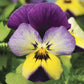 Viola Seeds Viola Endurio Blue Yellow Purple Wing 50 Seeds