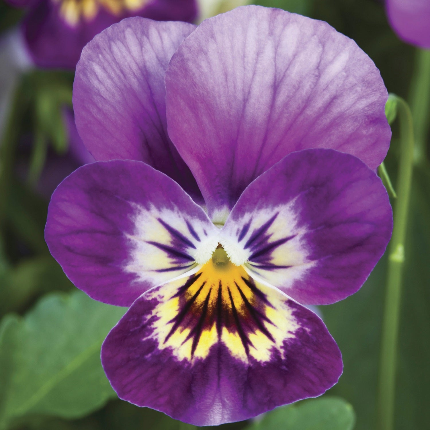 Viola Seeds | Viola Endurio | Trailing Viola