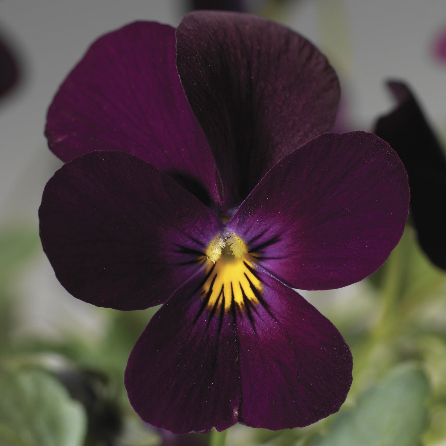 Viola Seeds Viola Endurio Pure Violet 50 Seeds