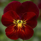 Viola Seeds Viola Endurio Red Flare 50 Seeds